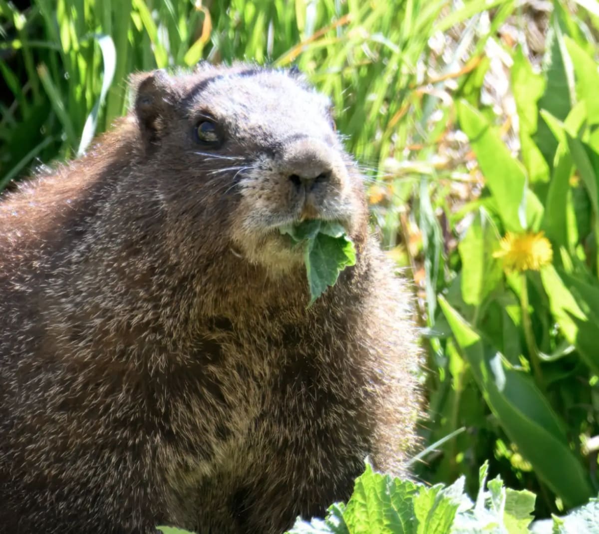 Scientists Launch Fat Marmot Week After Losing $700M in Cuts - Image 5