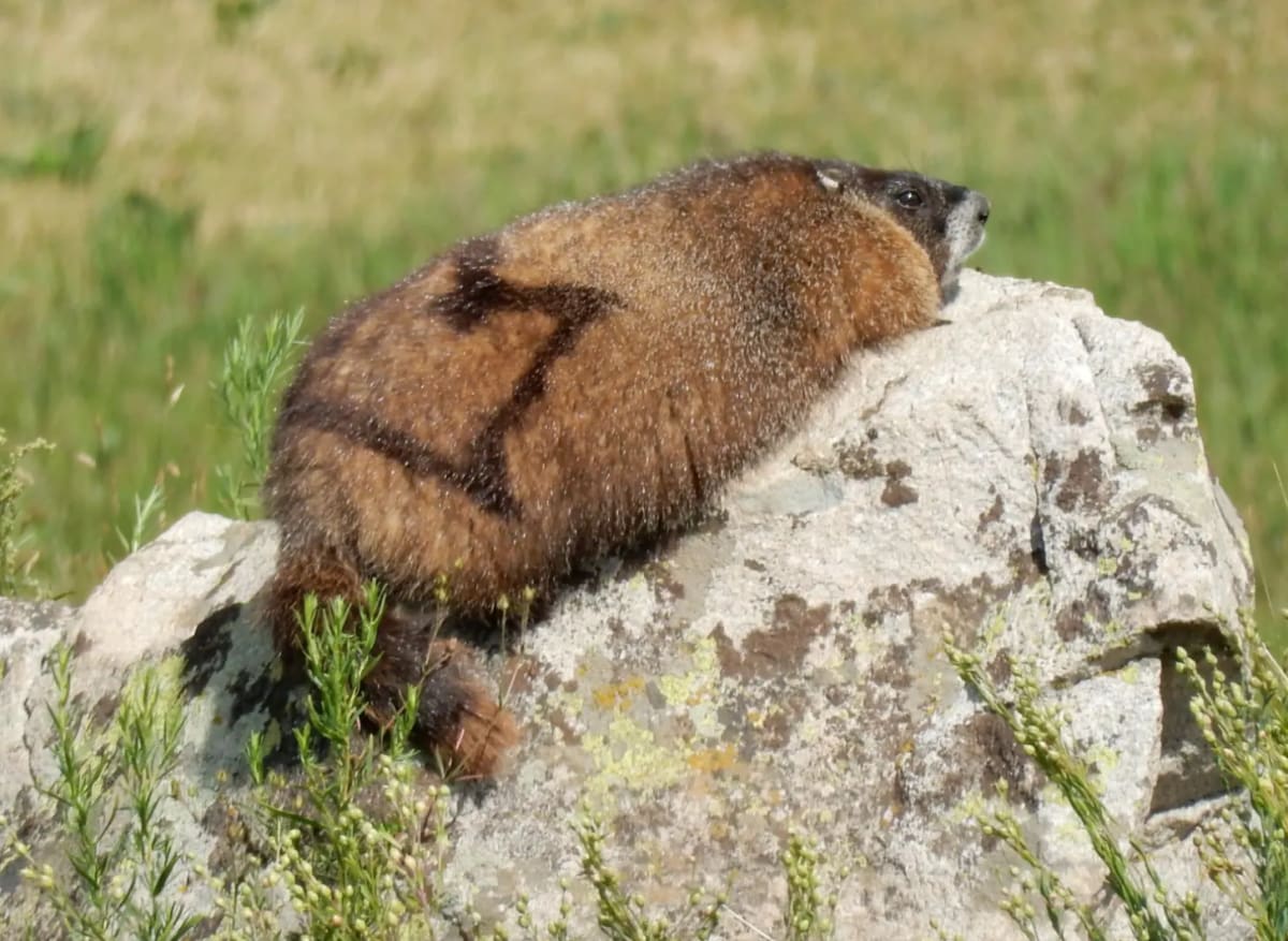 Scientists Launch Fat Marmot Week After Losing $700M in Cuts - Image 3