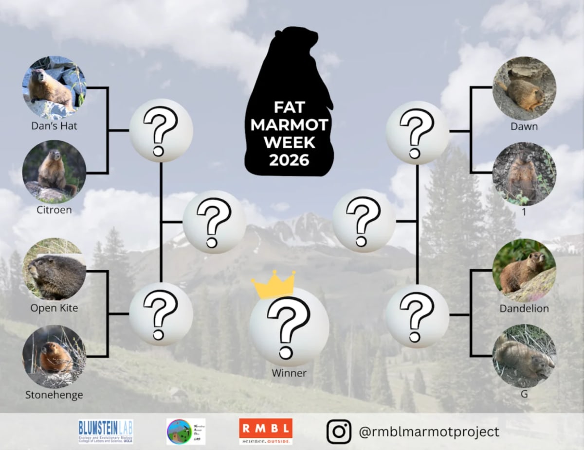 Scientists Launch Fat Marmot Week After Losing $700M in Cuts - Image 2