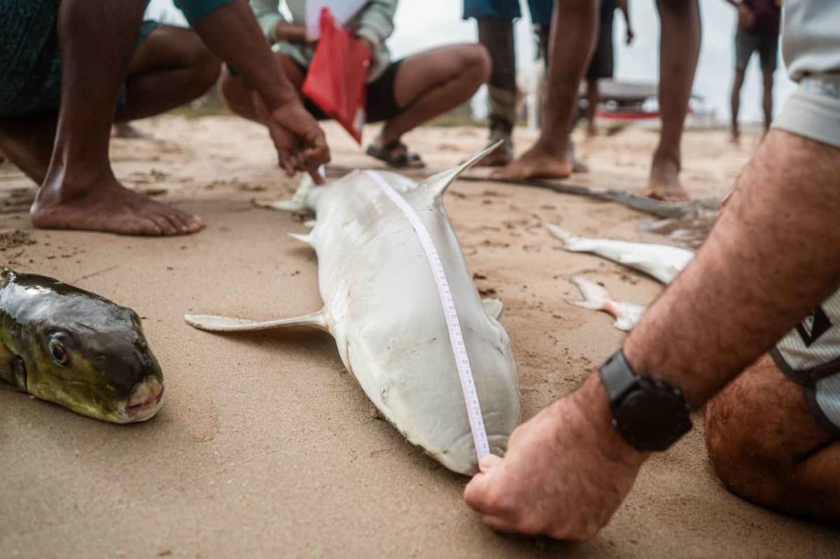 Colombian Fishers Turn Shark Hunters Into Conservationists - Image 2