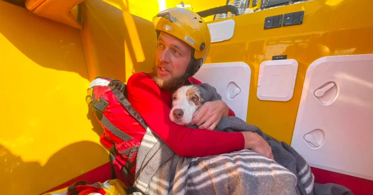Rescue Crew Saves Dog Swept 650 Feet Out to Sea