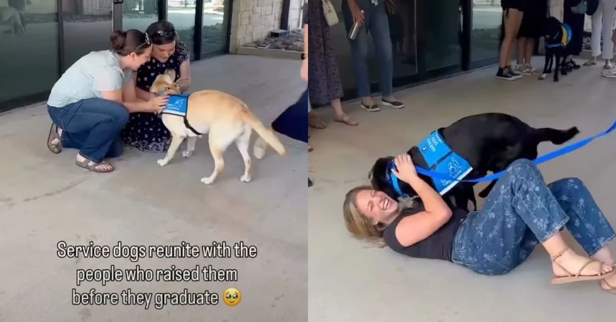 Black Labrador excitedly greeting volunteer trainer who raised puppy before service dog graduation