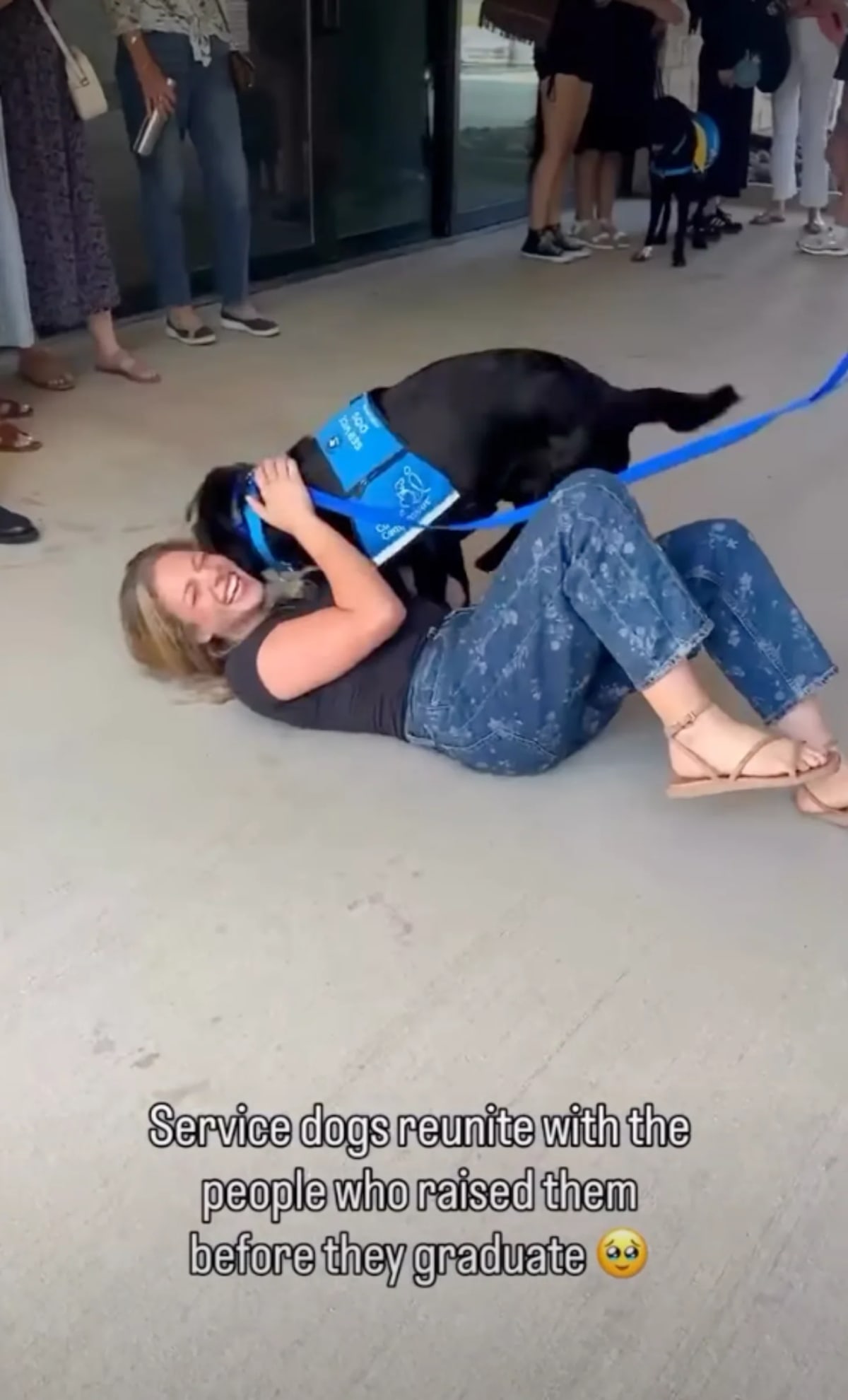 Service Dogs Reunite With Puppy Raisers Before Graduation - Image 2