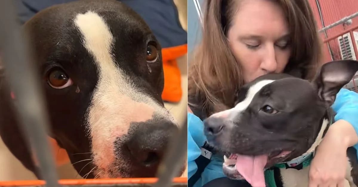 Influencer Makes 'Least Wanted' Shelter Dog a Star