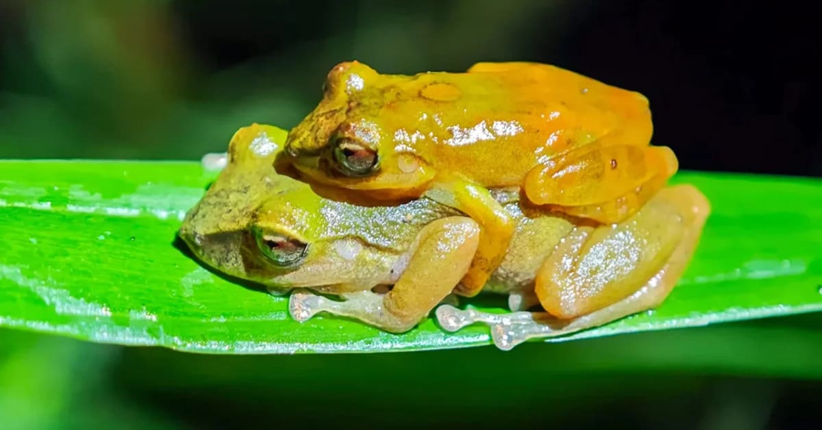 Common Frog Hid in Plain Sight for Over 100 Years