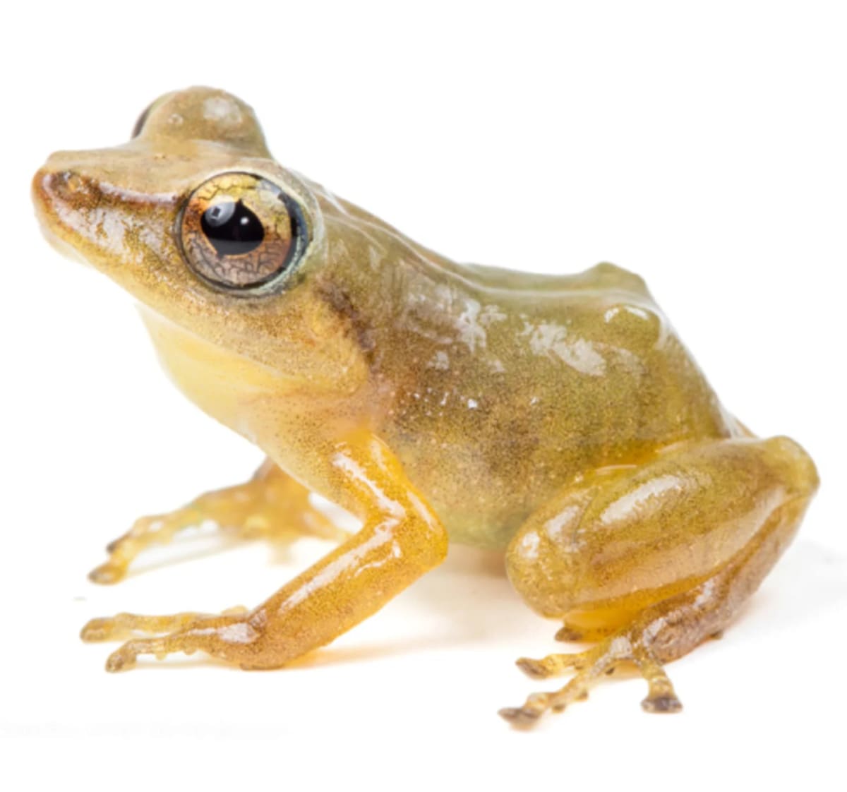 Common Frog Hid in Plain Sight for Over 100 Years - Image 2
