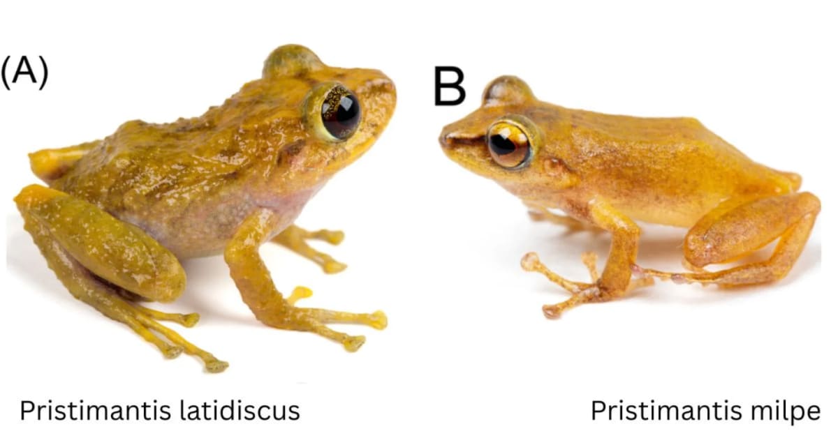 Common Frog Hid in Plain Sight for Over 100 Years - Image 5