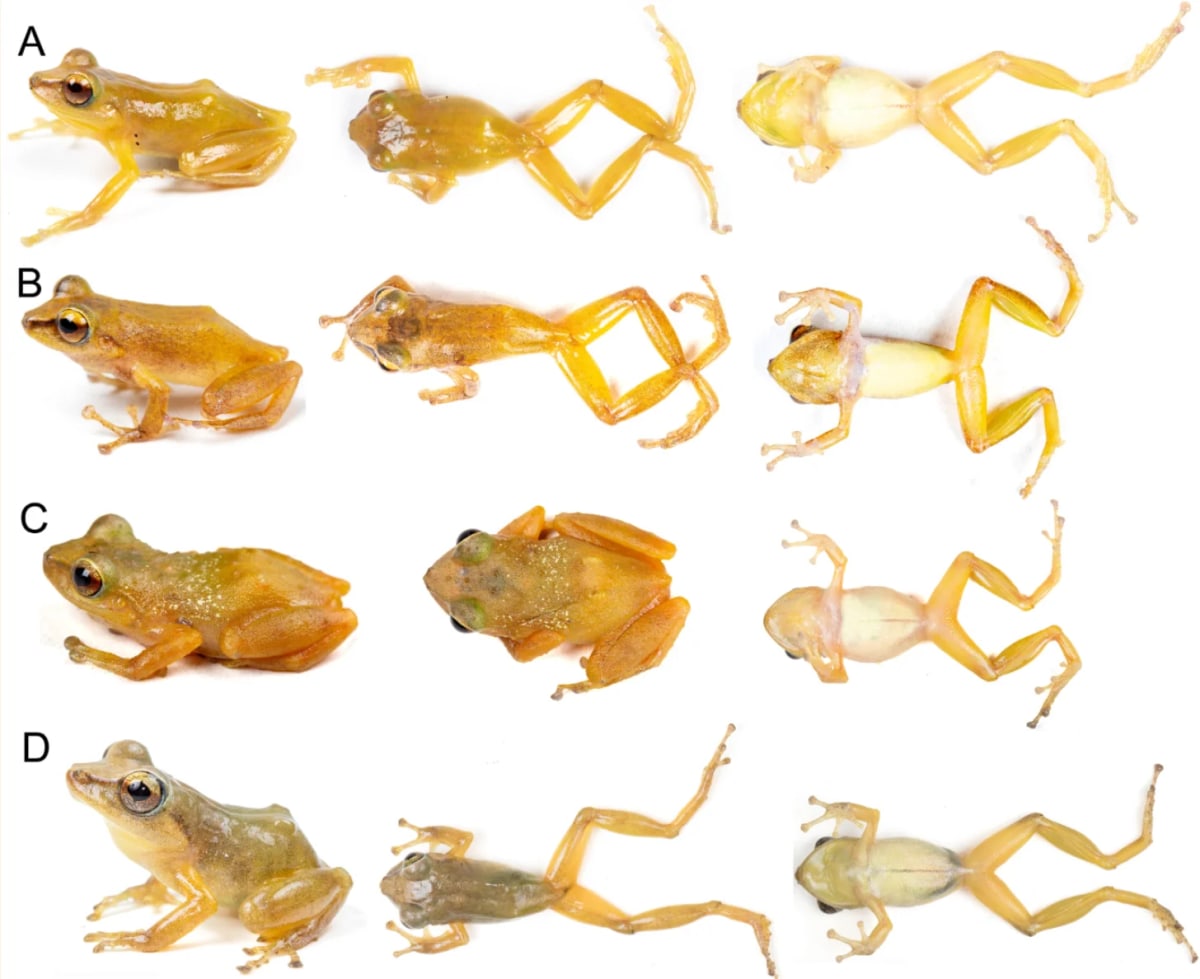 Common Frog Hid in Plain Sight for Over 100 Years - Image 3