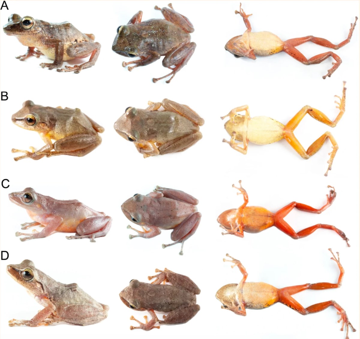 Common Frog Hid in Plain Sight for Over 100 Years - Image 4