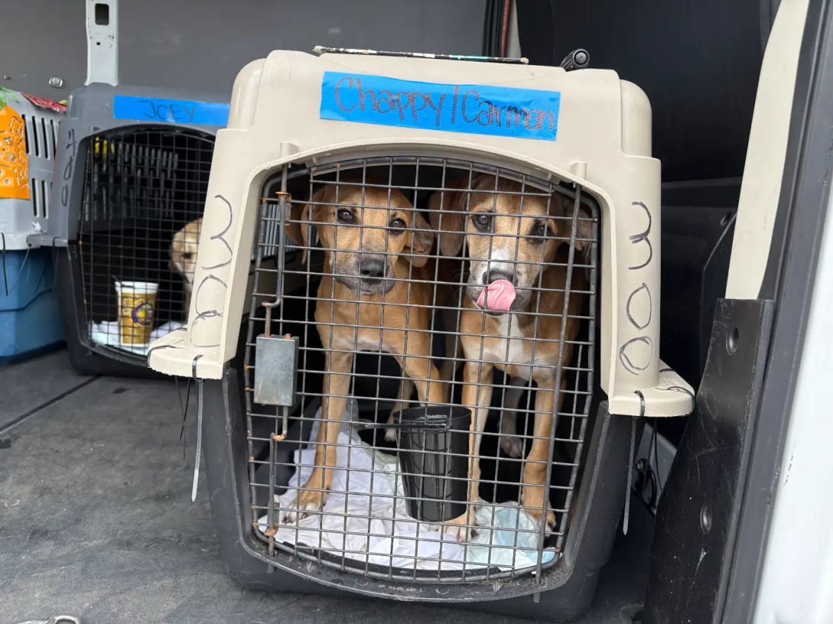 Petfinder Flies 100+ Shelter Pets to Forever Homes at 30 - Image 5