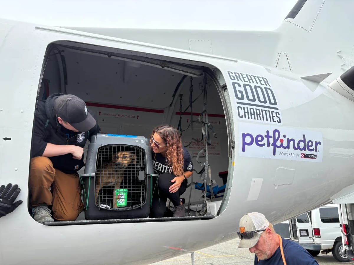 Petfinder Flies 100+ Shelter Pets to Forever Homes at 30 - Image 4