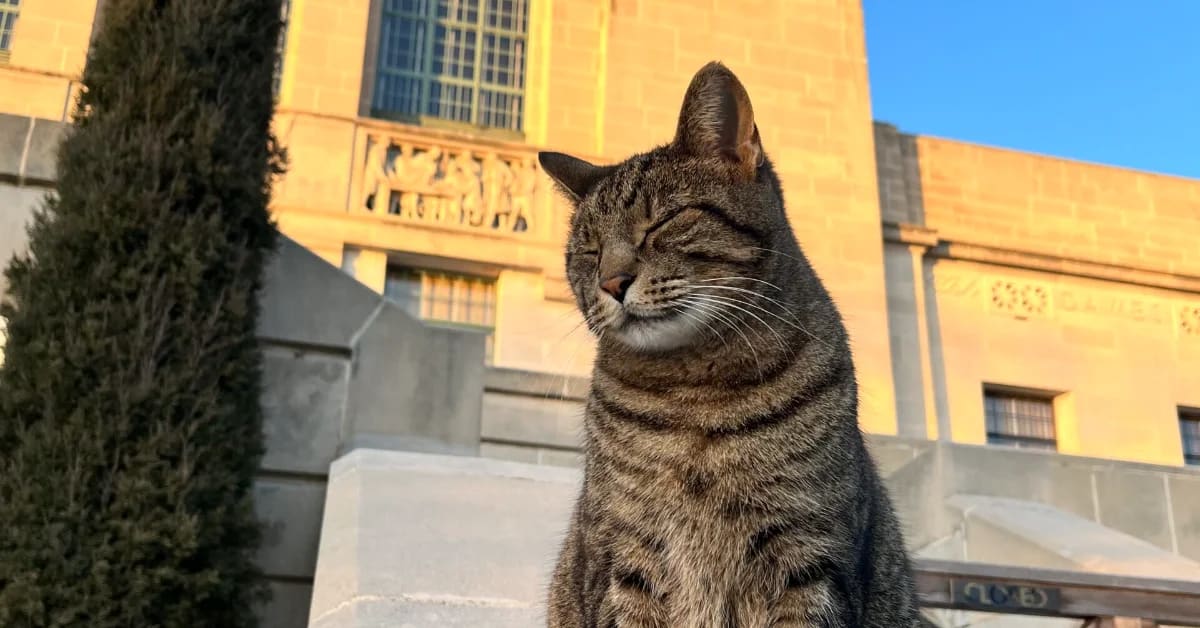 Orange tabby cat Cameron sitting outside Nebraska's historic limestone State Capitol building in Lincoln