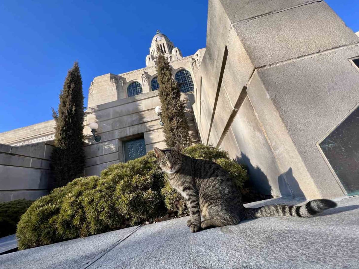 Nebraska Campaigns for Statue of Beloved Capitol Cat Cameron - Image 3