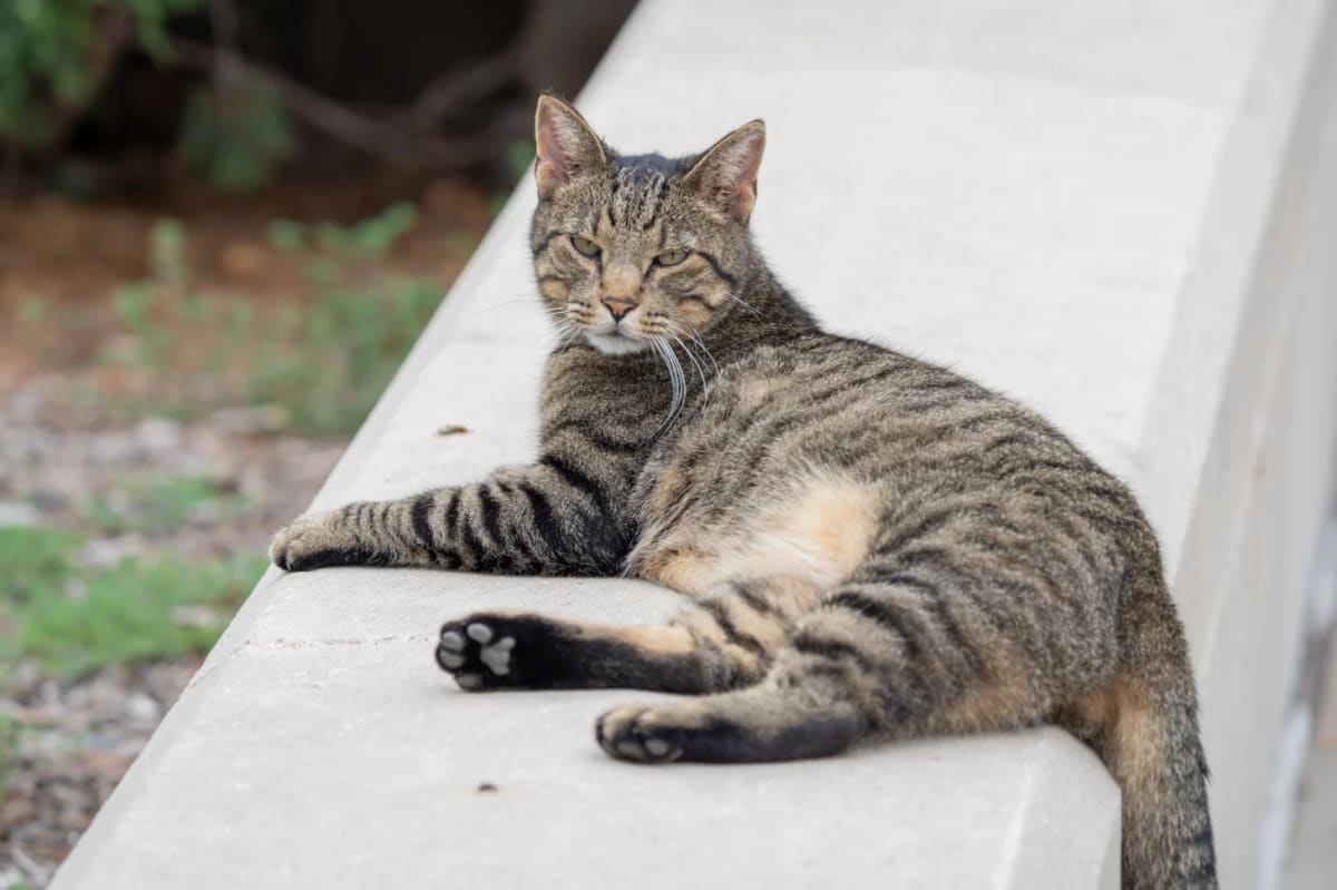 Nebraska Campaigns for Statue of Beloved Capitol Cat Cameron - Image 2