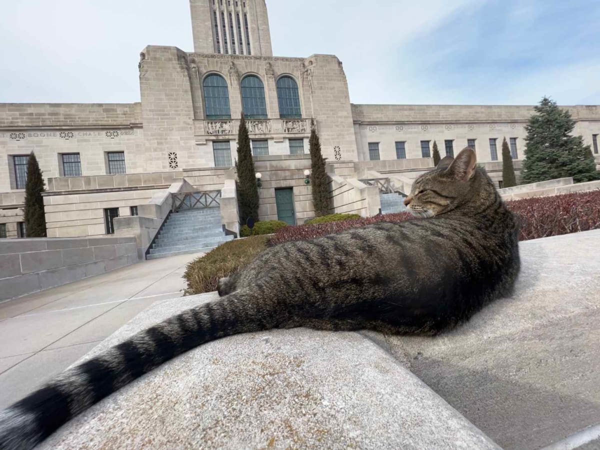 Nebraska Campaigns for Statue of Beloved Capitol Cat Cameron - Image 5