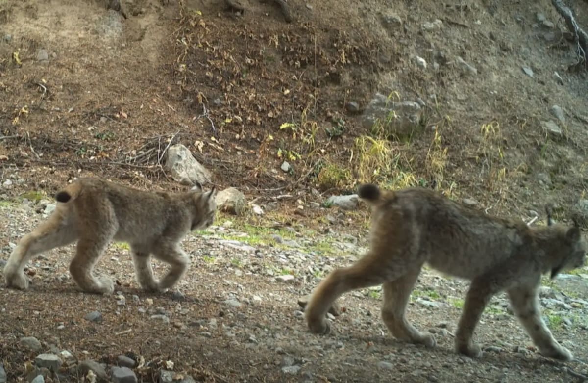 Endangered Lynx Kittens Thriving 25 Years After Reintroduction - Image 2
