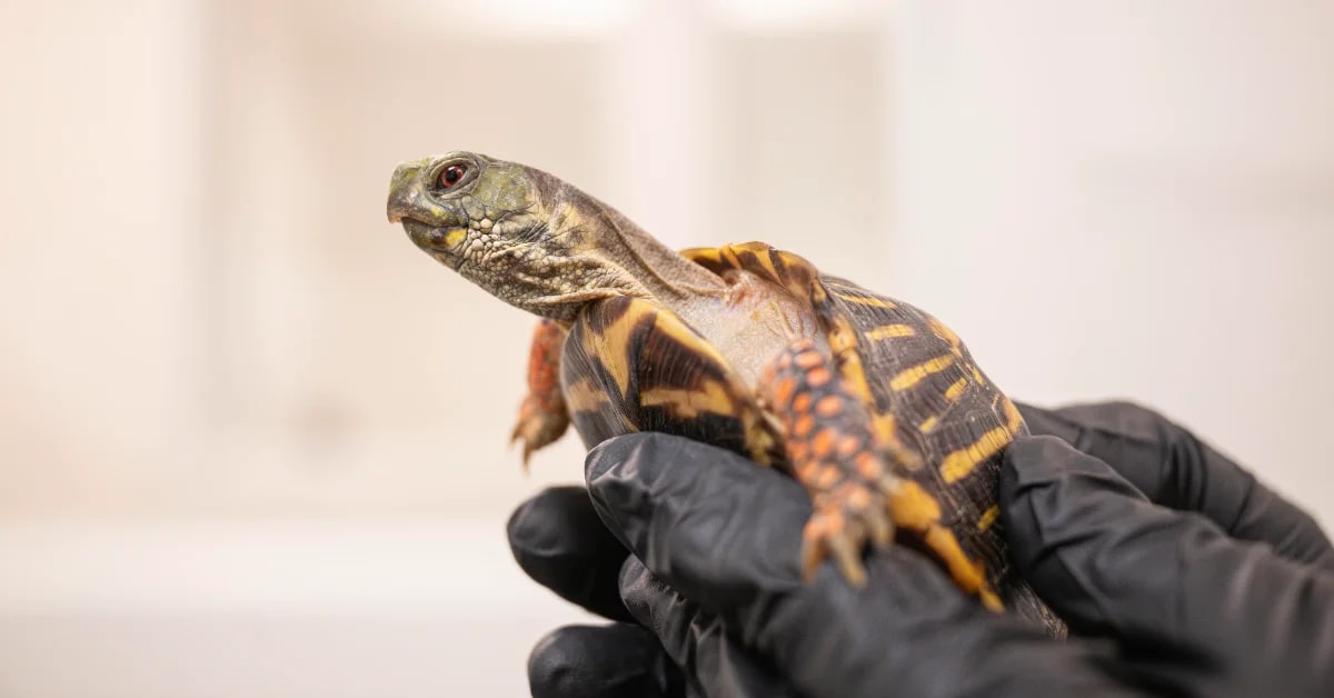 Veterinary staff at Bronx Zoo examining rescued box turtle on exam table