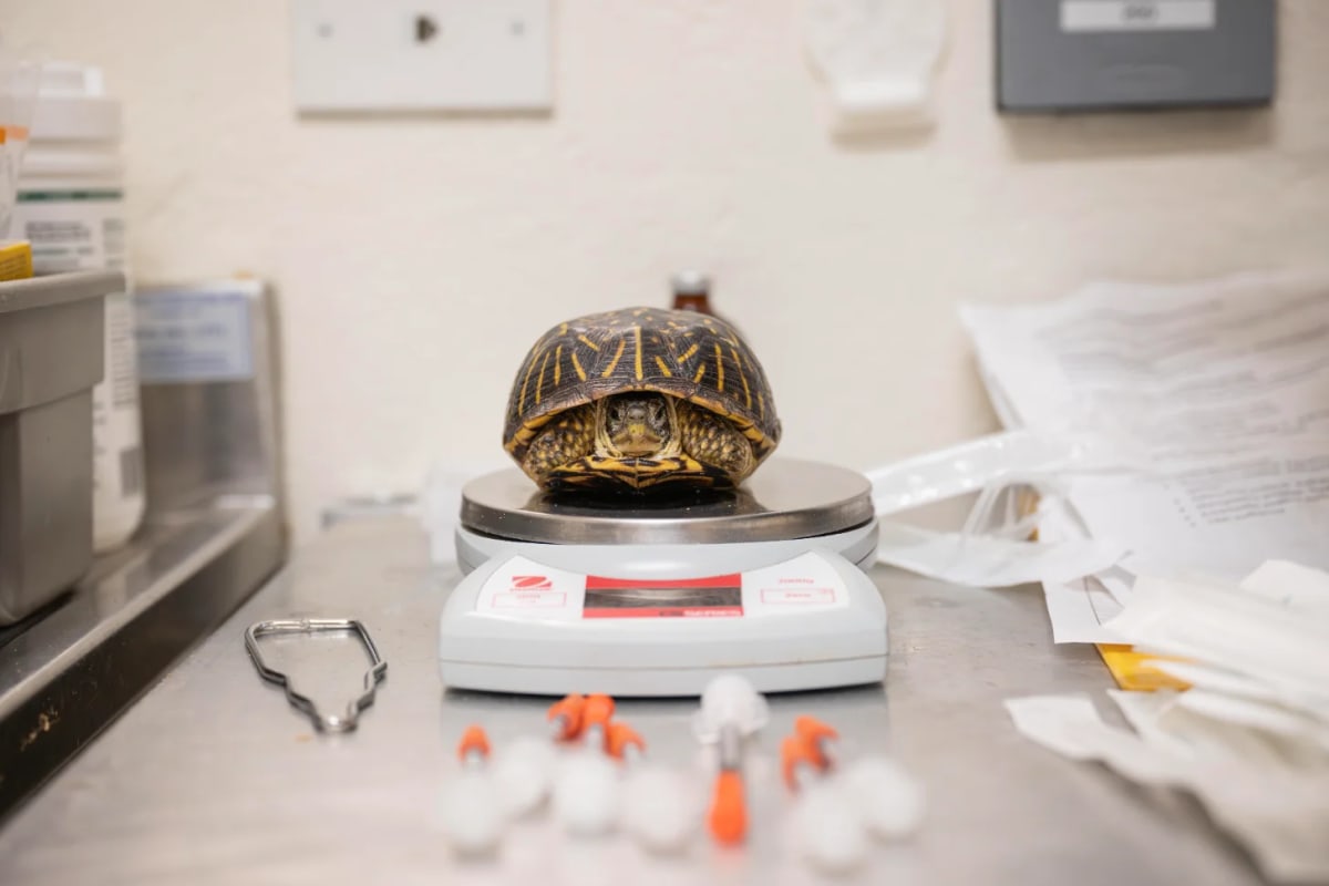 Bronx Zoo Saves 800 Turtles From Illegal Wildlife Trade - Image 5