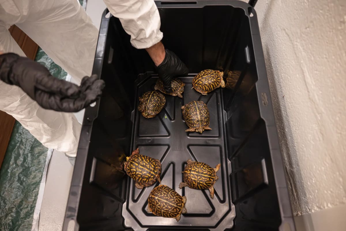 Bronx Zoo Saves 800 Turtles From Illegal Wildlife Trade - Image 2