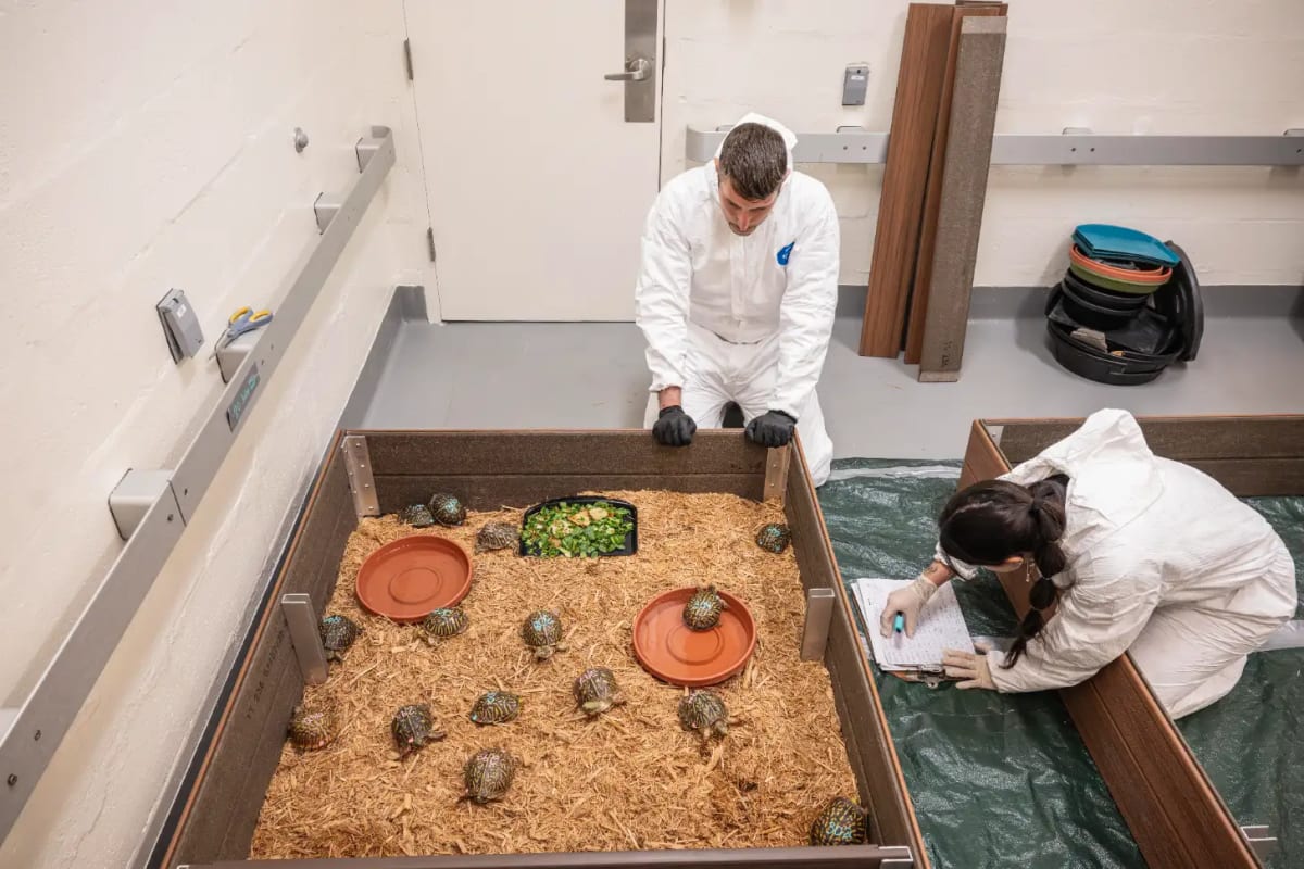 Bronx Zoo Saves 800 Turtles From Illegal Wildlife Trade - Image 3