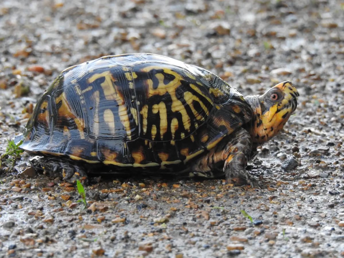 Bronx Zoo Saves 800 Turtles From Illegal Wildlife Trade - Image 4