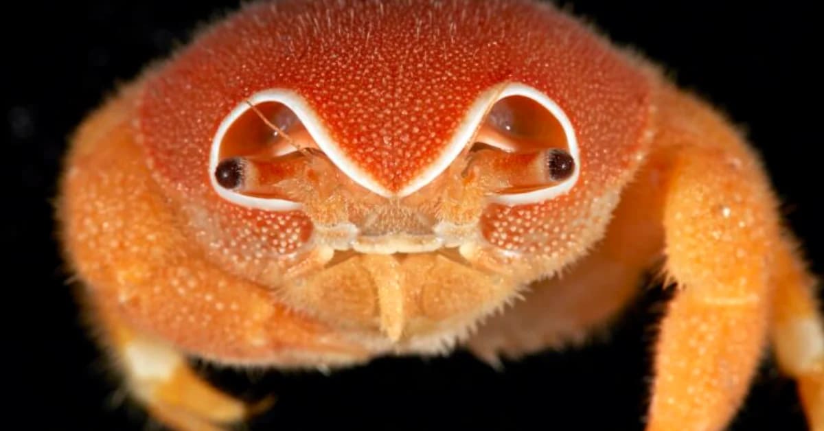 Rare deep sea anglerfish collected from volcanic seamount in Indian Ocean expedition