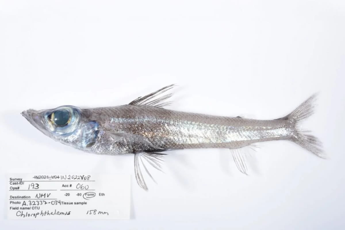 Scientists Find 149 New Species Near Collapsed Volcano - Image 3
