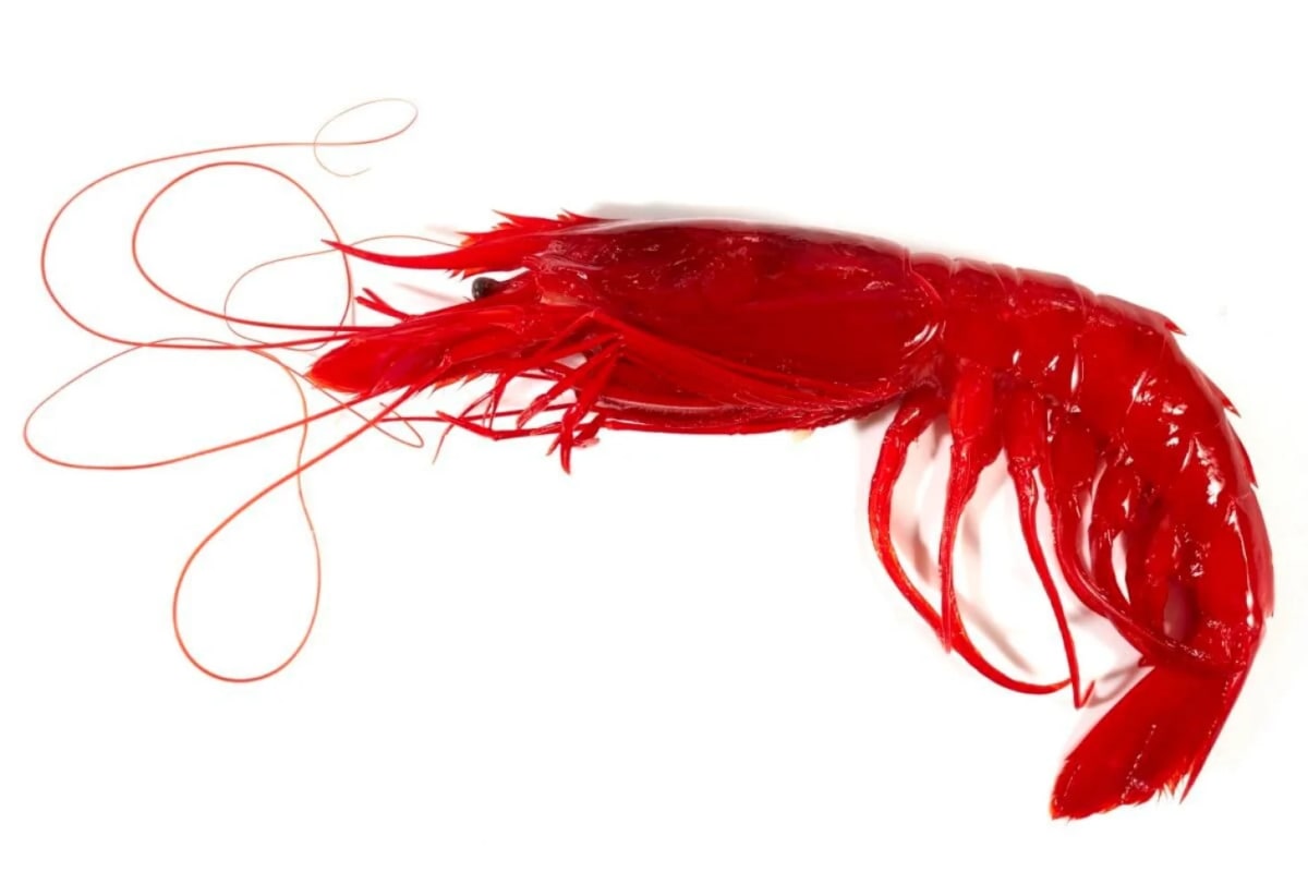 Scientists Find 149 New Species Near Collapsed Volcano - Image 4