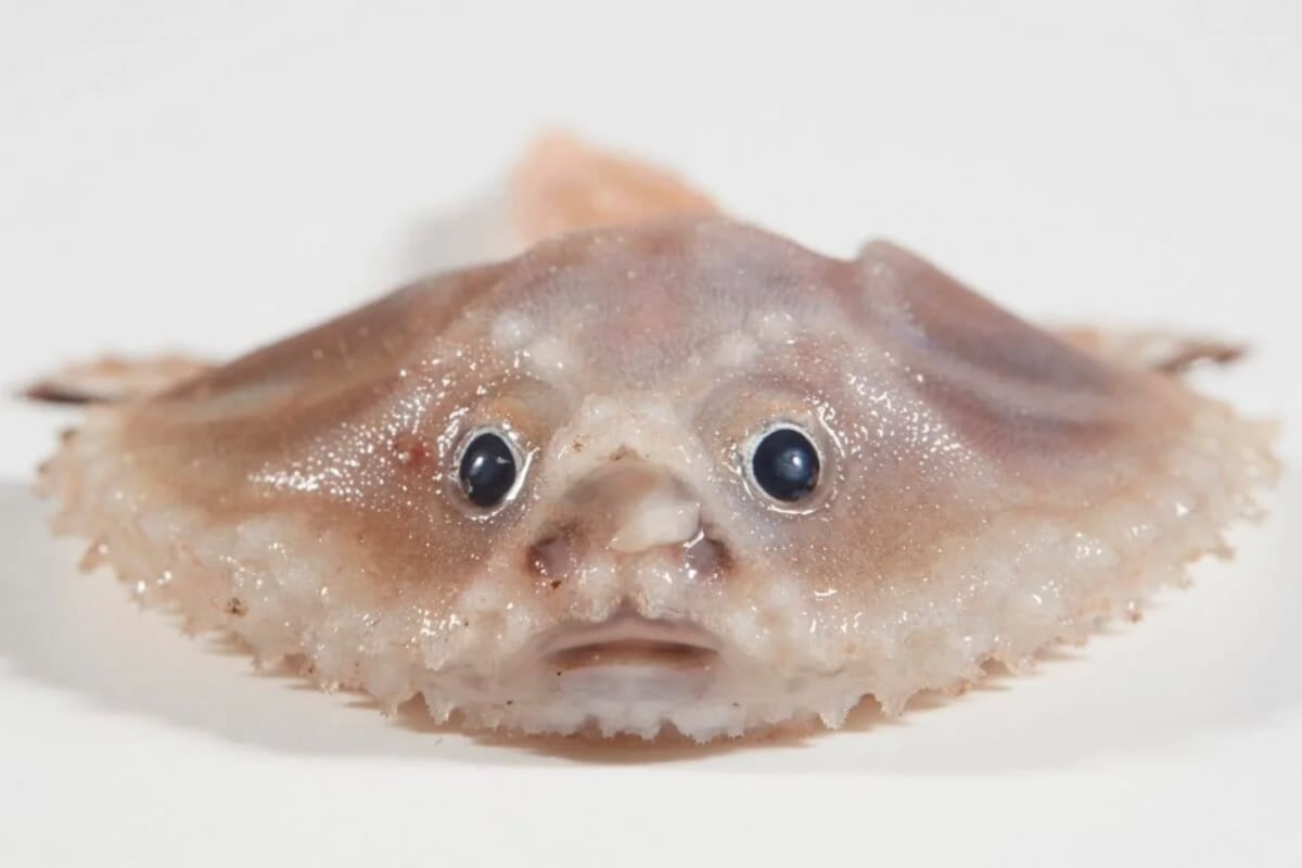 Scientists Find 149 New Species Near Collapsed Volcano - Image 2