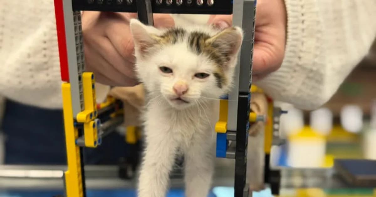 Orange tabby kitten wearing custom built wheelchair made from colorful Lego bricks