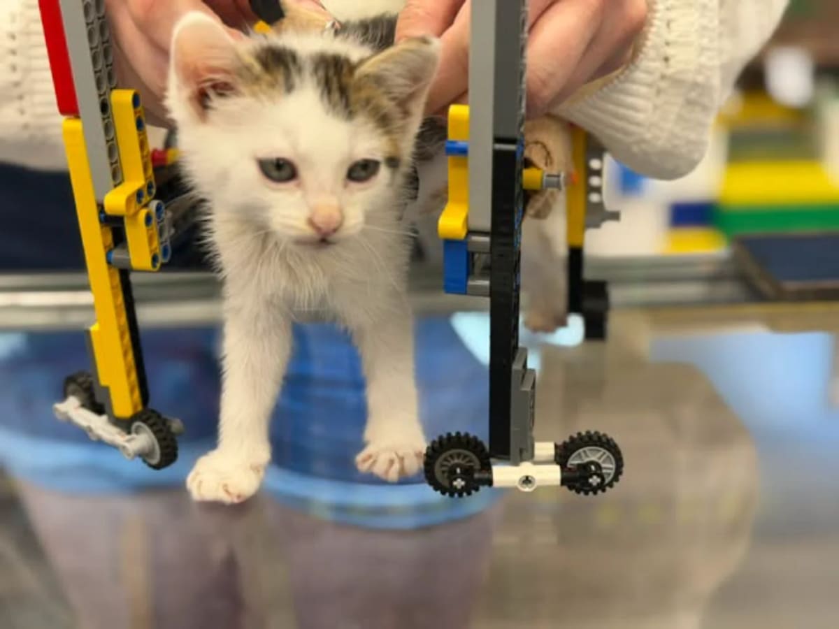 Lego Store Builds Custom Wheelchairs for Wobbly Kittens - Image 2