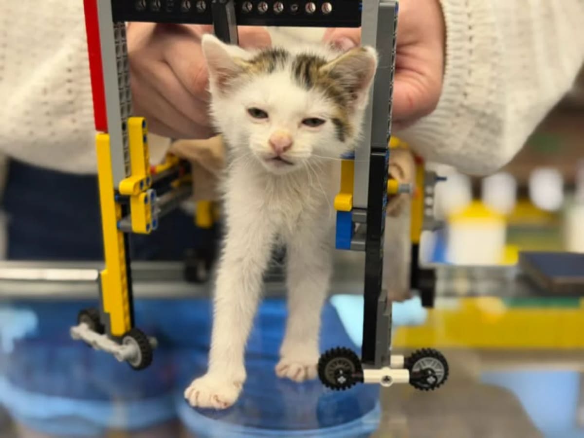 Lego Store Builds Custom Wheelchairs for Wobbly Kittens - Image 4