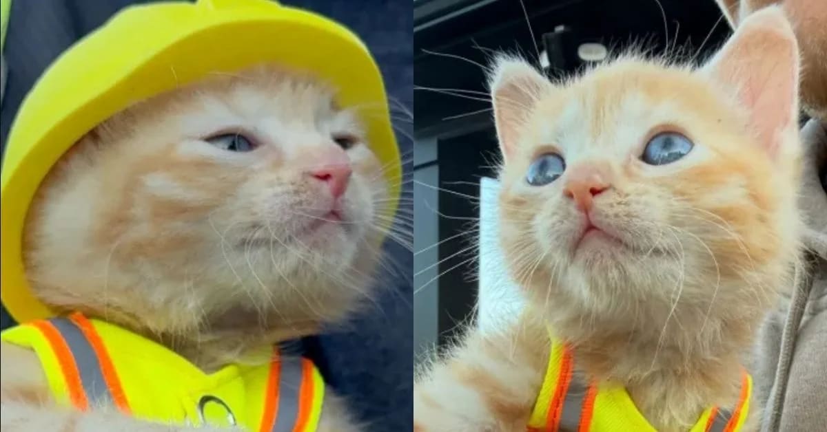 Small orange tabby kitten wearing miniature construction hard hat and safety vest