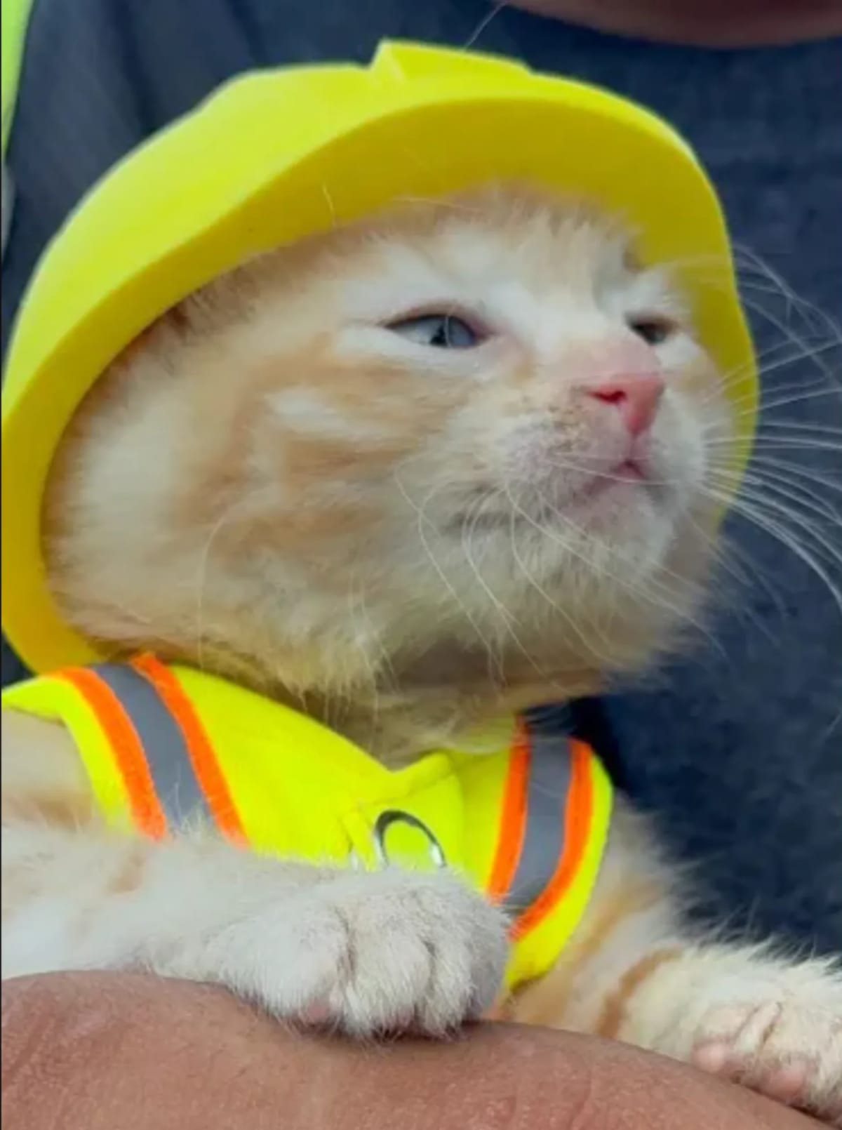 Kitten Rescued from Excavator Becomes Ohio Shop Cat - Image 3