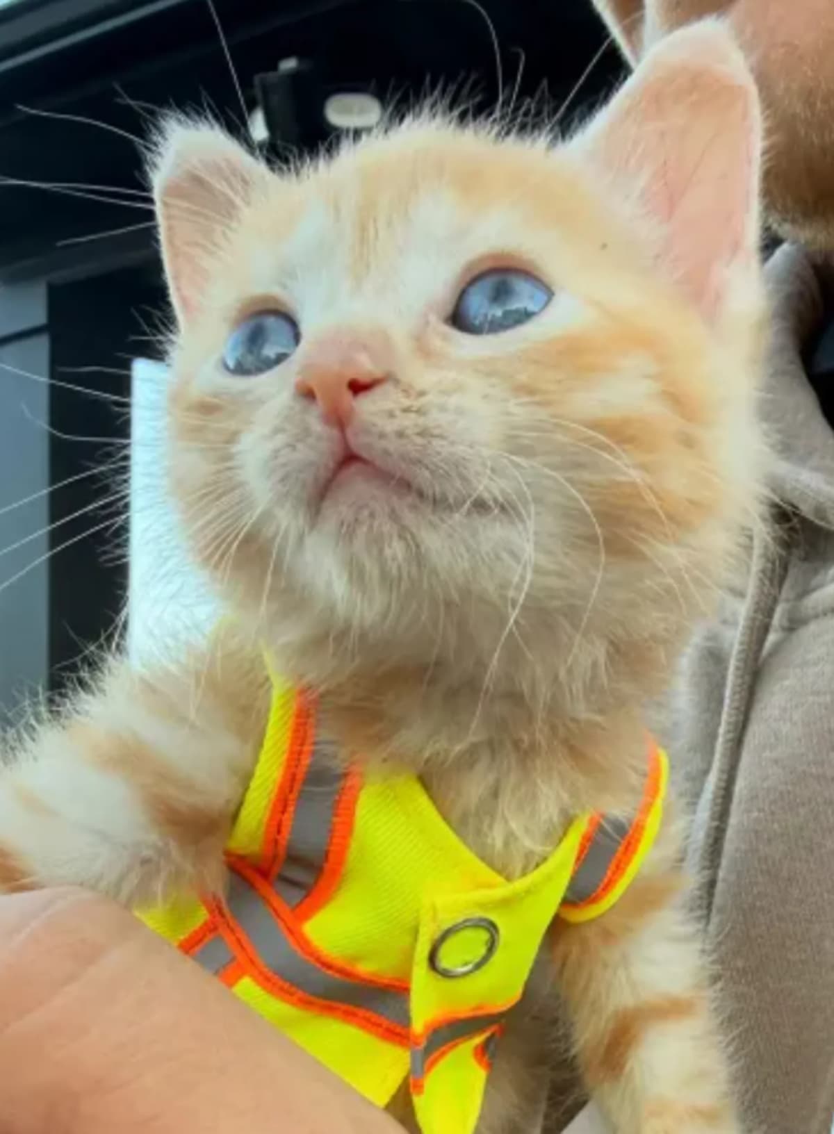 Kitten Rescued from Excavator Becomes Ohio Shop Cat - Image 4