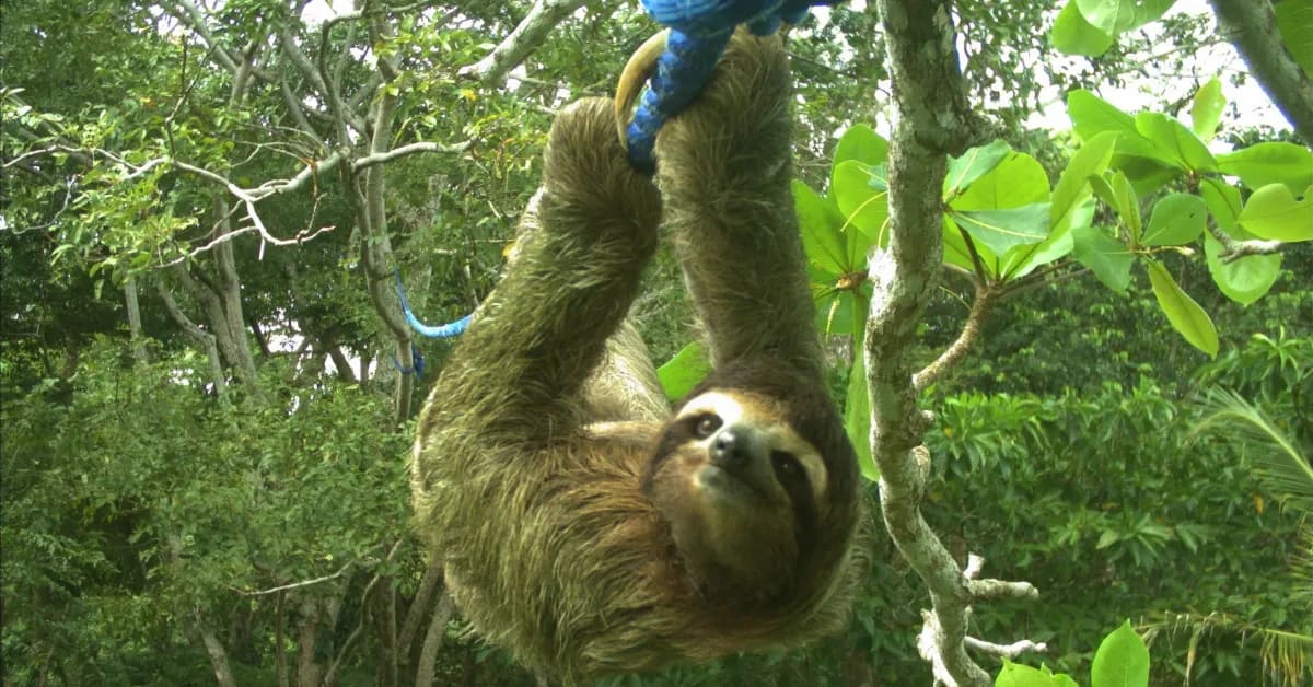Wild sloth slowly crossing rope bridge suspended between trees in Costa Rican rainforest canopy