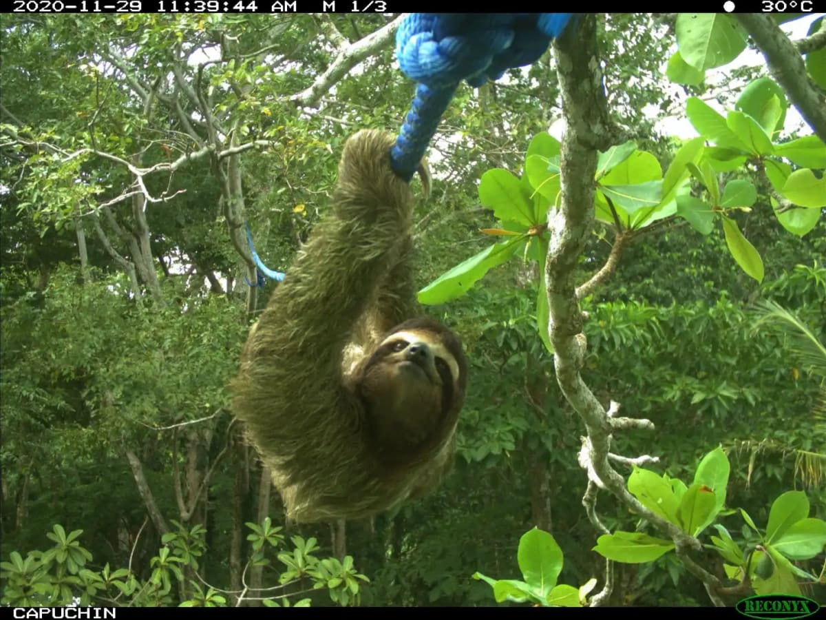 Costa Rica's 400 Sloth Bridges Cut Wildlife Injuries 82% - Image 3