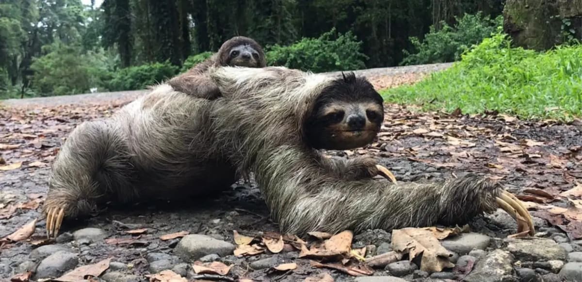 Costa Rica's 400 Sloth Bridges Cut Wildlife Injuries 82% - Image 2
