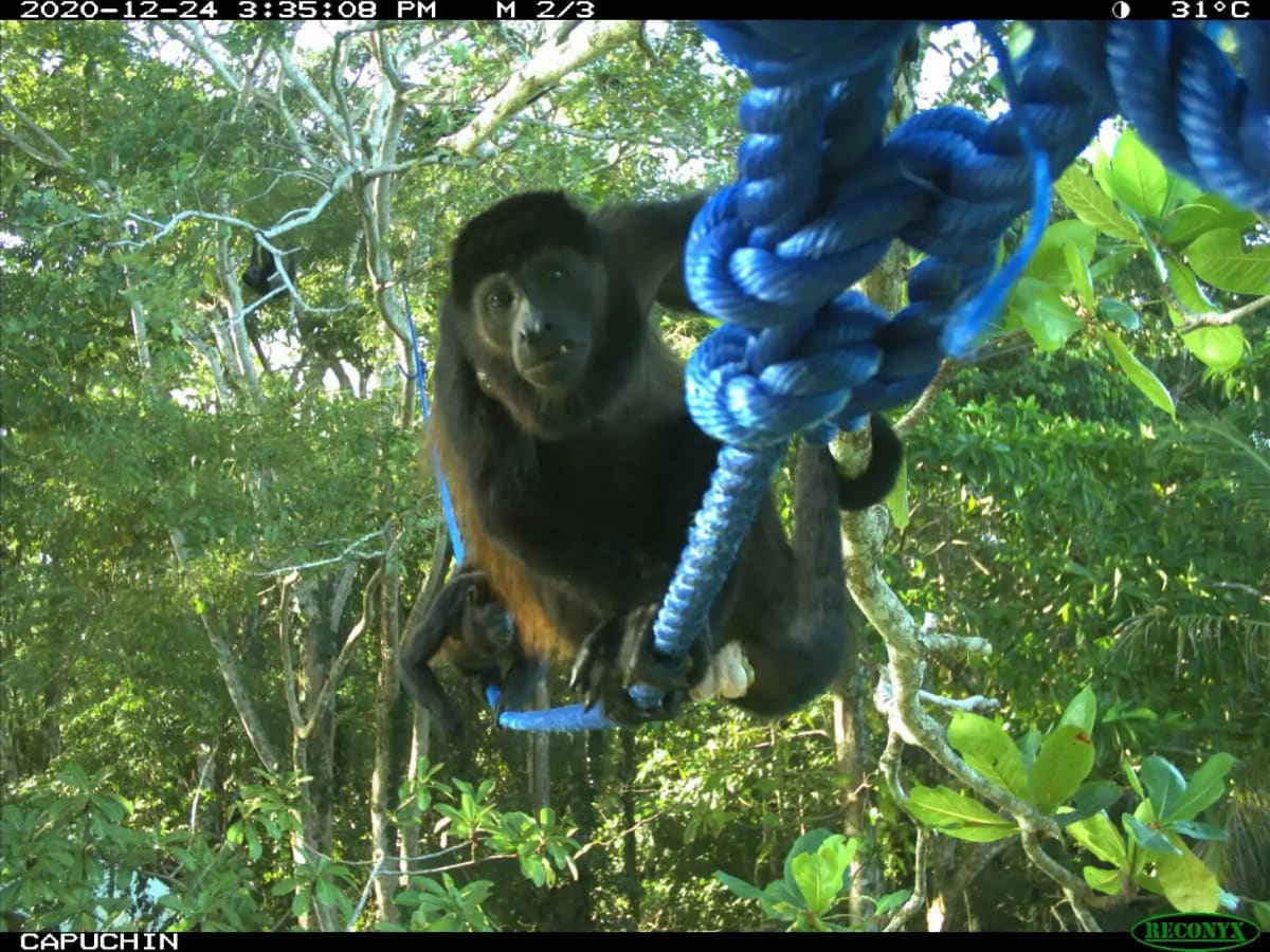 Costa Rica's 400 Sloth Bridges Cut Wildlife Injuries 82% - Image 5
