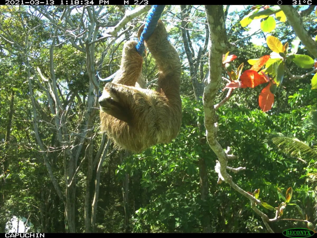 Costa Rica's 400 Sloth Bridges Cut Wildlife Injuries 82% - Image 4