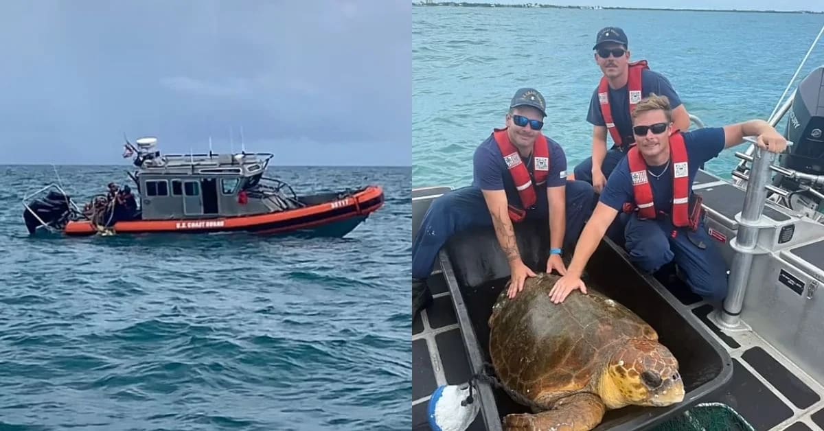 Coast Guard members carrying large loggerhead sea turtle Roxanne from rescue van to beach for ocean release