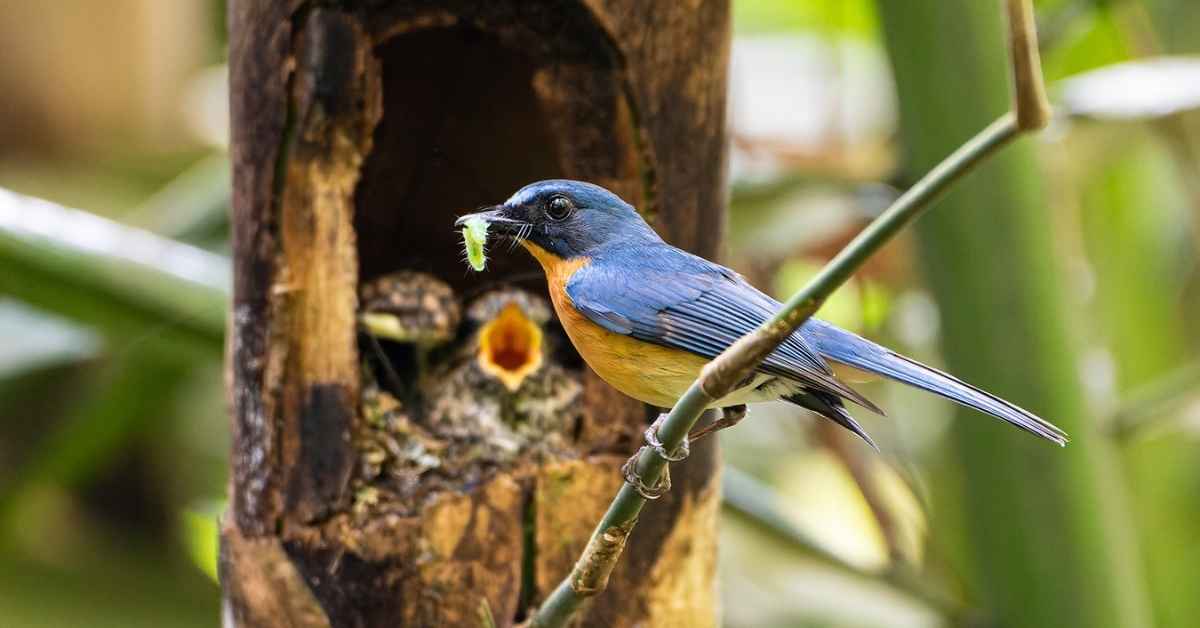 Colorful Javan blue flycatcher perched on branch in Indonesian forest habitat