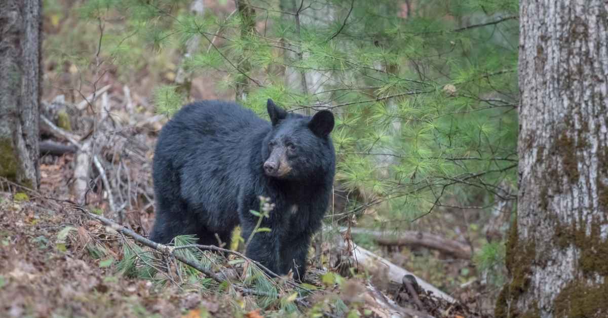 ** Black bear walking through green field in rural Tennessee countryside reclaiming historic habitat