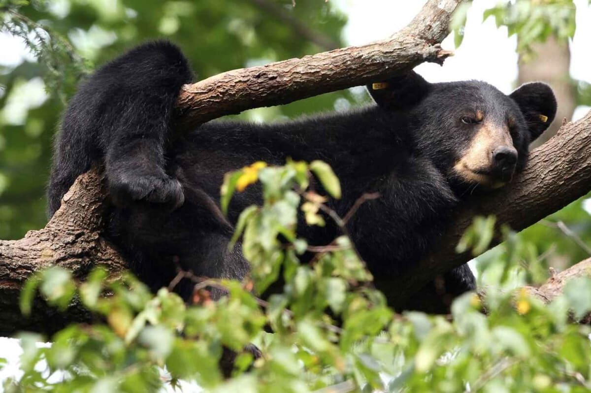 Black Bears Reclaim Southern US After Near Extinction - Image 3