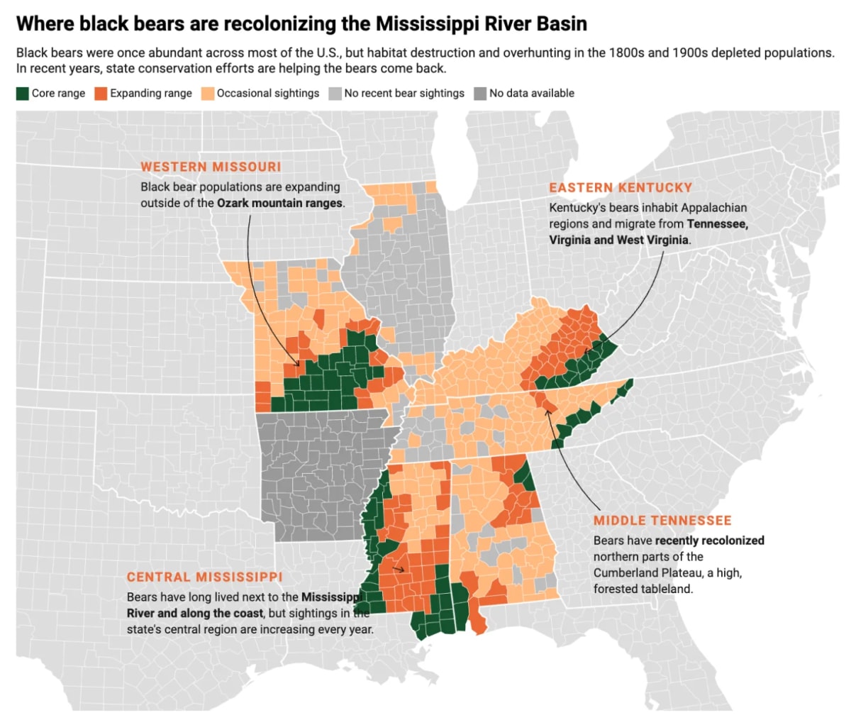 Black Bears Reclaim Southern US After Near Extinction - Image 2