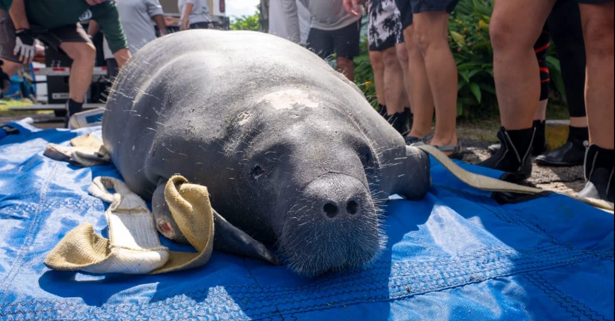 Manatee being released into clear blue waters of Crystal River Florida