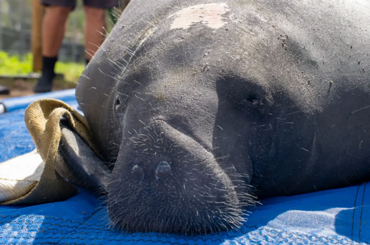 Manatee Citron Returns to Florida Waters After Lung Surgery - Image 4