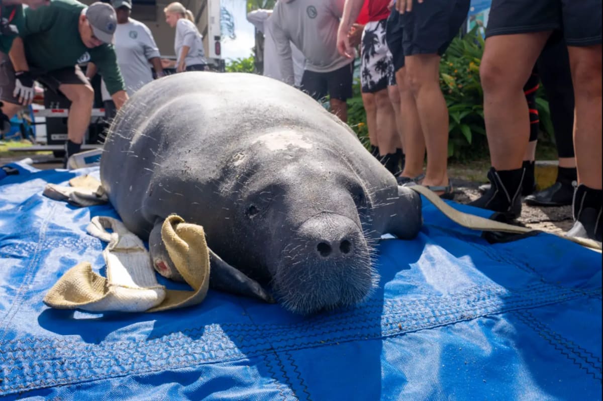 Manatee Citron Returns to Florida Waters After Lung Surgery - Image 2