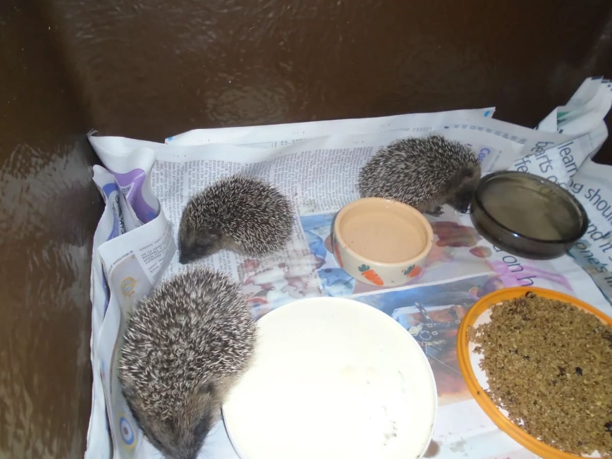 UK Prison Inmates Build Life-Saving Homes for Hedgehogs - Image 3