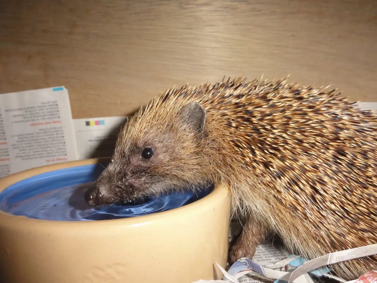 UK Prison Inmates Build Life-Saving Homes for Hedgehogs - Image 4